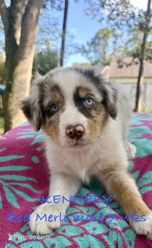 Kennedy – Australian Shepherd puppy for sale in Sanford, FL