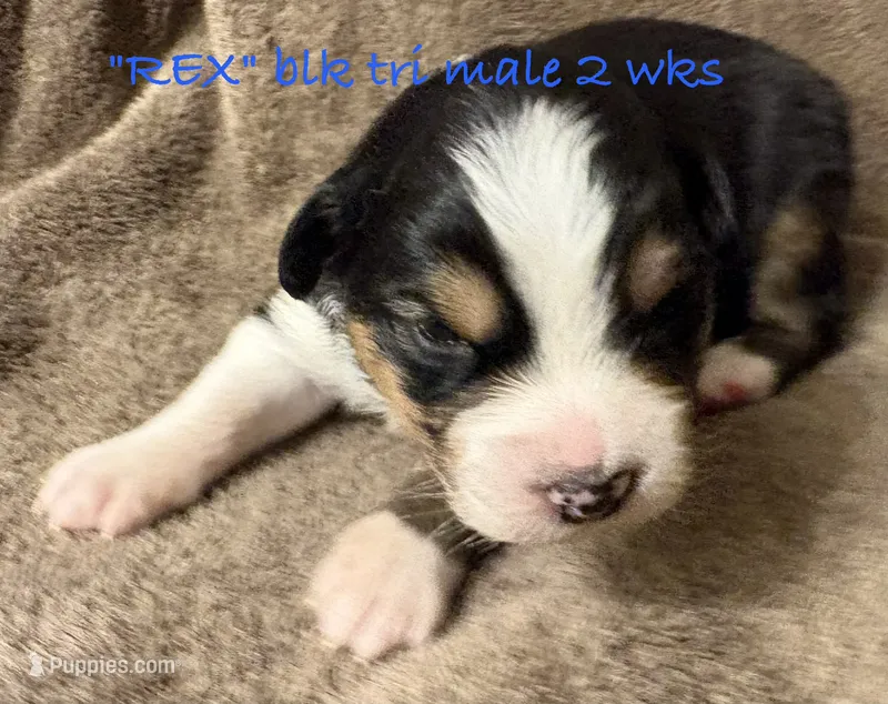 REX – Australian Shepherd puppy for sale in Sanford, FL