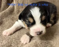 REX, a male Australian Shepherd for sale in Sanford, FL – 1 of 3