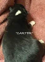 Carter, a male Australian Shepherd for sale in Sanford, FL – 4 of 4