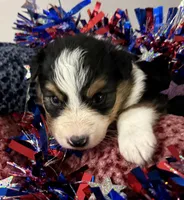Dutton, a male Australian Shepherd for sale in Sanford, FL – 2 of 5