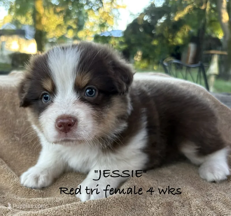 JESSIE – Australian Shepherd puppy for sale in Sanford, FL