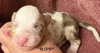 RIPP, a male Australian Shepherd for sale in Sanford, FL – 4 of 5