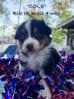 Cole, a male Australian Shepherd for sale in Sanford, FL – 7 of 10