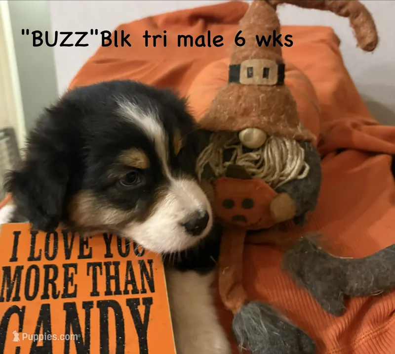 BUZZ – Australian Shepherd puppy on hold in Sanford, FL