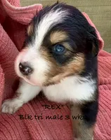 REX, a male Australian Shepherd for sale in Sanford, FL – 6 of 7