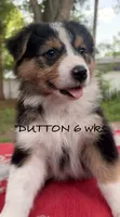 Dutton, a male Australian Shepherd for sale in Sanford, FL – 5 of 10