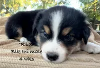 REX, a male Australian Shepherd for sale in Sanford, FL – 4 of 7