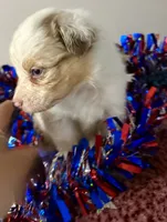 RIPP, a male Australian Shepherd for sale in Sanford, FL – 2 of 5