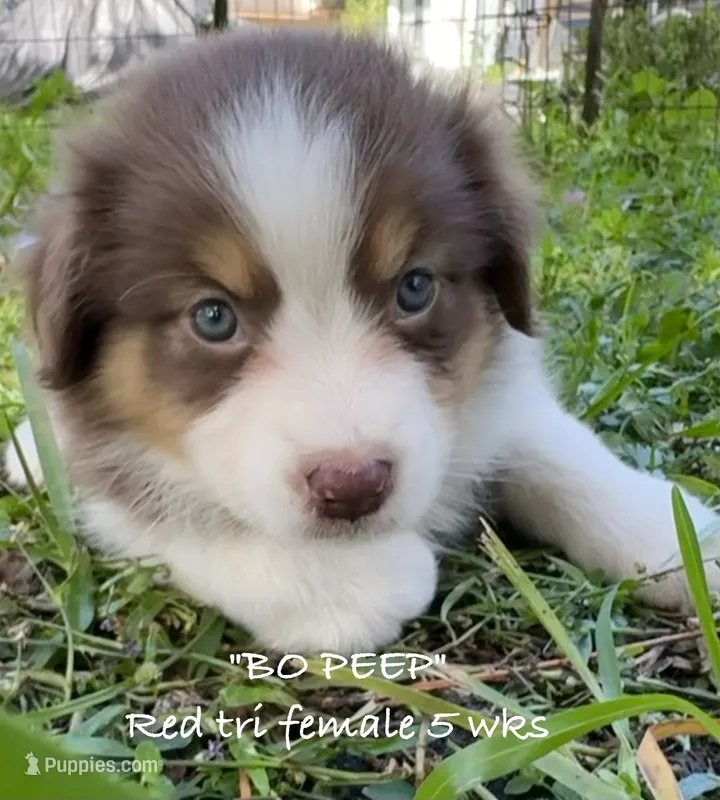 BO PEEP – Australian Shepherd puppy for sale in Sanford, FL