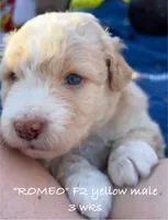 Romeo, a male Miniature Aussiedoodle for sale in Sanford, FL – Photo 8 of 10