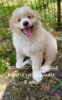Romeo, a male Miniature Aussiedoodle for sale in Sanford, FL – Photo 2 of 10