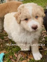 Romeo, a male Miniature Aussiedoodle for sale in Sanford, FL – Photo 5 of 10