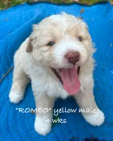 Romeo, a male Miniature Aussiedoodle for sale in Sanford, FL – Photo 9 of 10