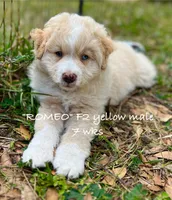 Romeo, a male Miniature Aussiedoodle for sale in Sanford, FL – Photo 3 of 10