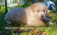 Romeo, a male Miniature Aussiedoodle for sale in Sanford, FL – Photo 7 of 10