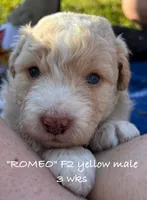 Romeo, a male Miniature Aussiedoodle for sale in Sanford, FL – Photo 10 of 10