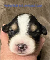 REX, a male Australian Shepherd for sale in Sanford, FL – 2 of 3