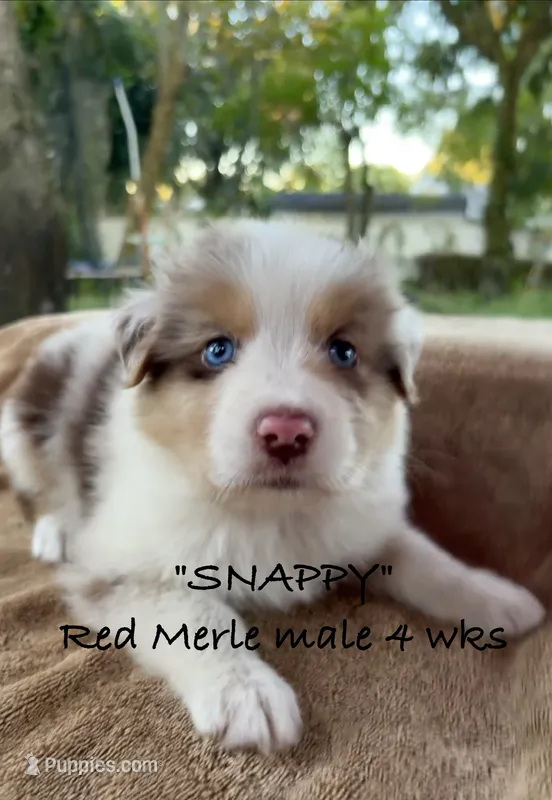 SNAPPY – Australian Shepherd puppy for sale in Sanford, FL
