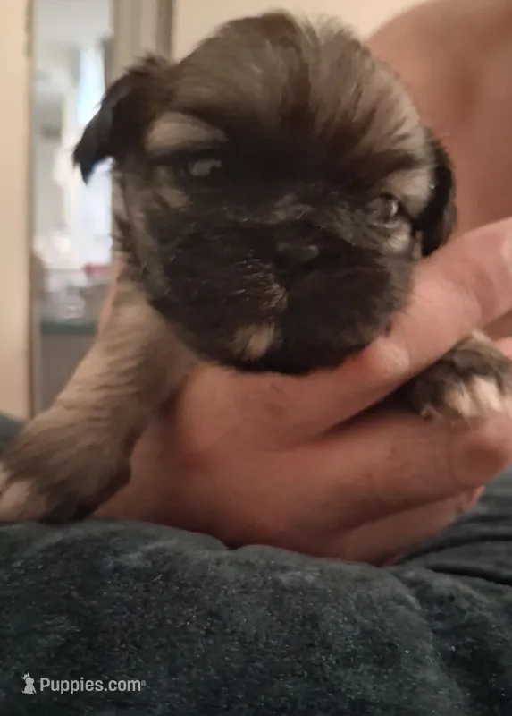 Monty – Pekingese puppy for sale in Pensacola, FL