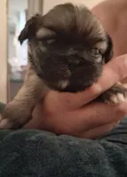 Monty, a male Pekingese for sale in Pensacola, FL – 1 of 4
