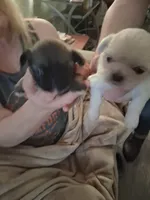 Monty, a male Pekingese for sale in Pensacola, FL – 3 of 4