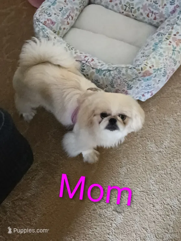 Monty ( Pick of litter) – Pekingese puppy on hold in Pensacola, FL