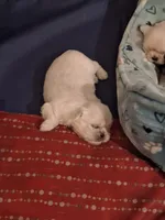 Male, a female Pekingese for sale in Pensacola, FL – 2 of 3