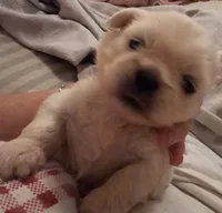 Cream male, a male Pekingese for sale in Pensacola, FL – 1 of 2