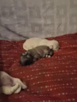 Monty, a male Pekingese for sale in Pensacola, FL – 4 of 4