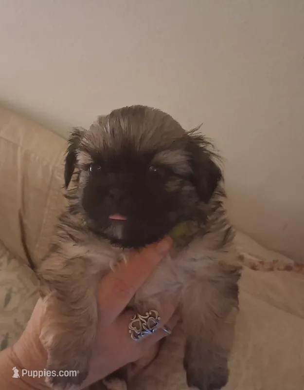 Monty ( Pick of litter) – Pekingese puppy for sale in Pensacola, FL