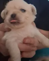 Male, a female Pekingese for sale in Pensacola, FL – 3 of 3