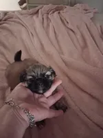 Monty ( Pick of litter), a male Pekingese for sale in Pensacola, FL – 5 of 7