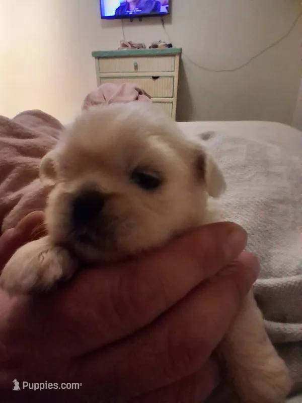 Male – Pekingese puppy for sale in Pensacola, FL