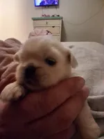Male, a female Pekingese for sale in Pensacola, FL – 1 of 3