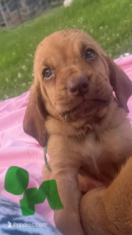 green – Bloodhound puppy for sale in Trenton, GA