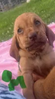 green, a male Bloodhound for sale in Trenton, GA – 1 of 1