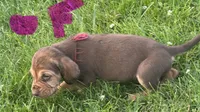 pink, a female Bloodhound for sale in Trenton, GA – 2 of 3