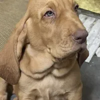 orange, a male Bloodhound for sale in Trenton, GA – 3 of 5