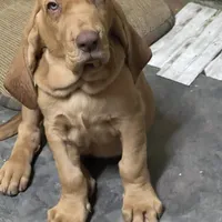 orange, a male Bloodhound for sale in Trenton, GA – 2 of 5