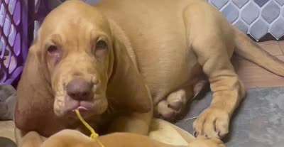 orange, a male Bloodhound for sale in Trenton, GA – 4 of 5