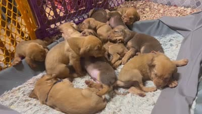 Blue, a male Bloodhound for sale in Trenton, GA – 1 of 1