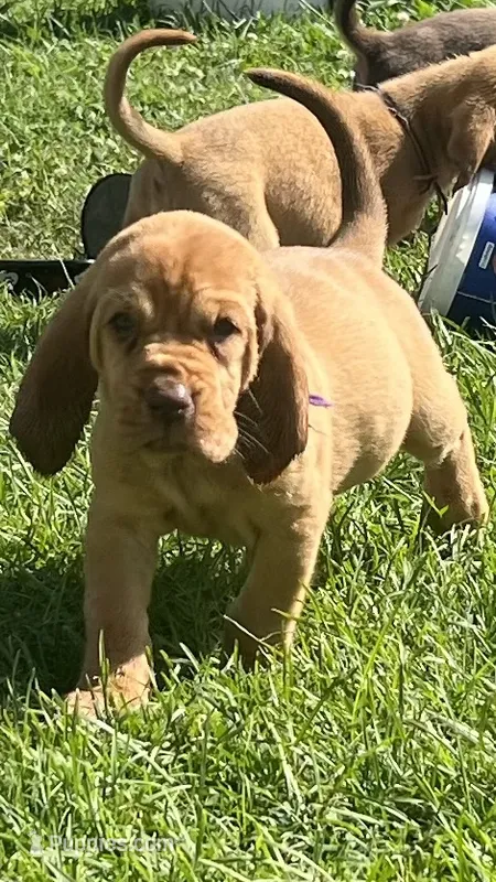 Purple/Pink – Bloodhound puppy for sale in Trenton, GA