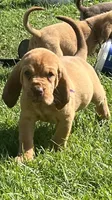 Purple/Pink, a female Bloodhound for sale in Trenton, GA – 2 of 3