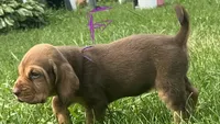 purple, a female Bloodhound for sale in Trenton, GA – 2 of 2