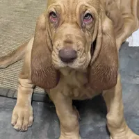 orange, a male Bloodhound for sale in Trenton, GA – 1 of 5