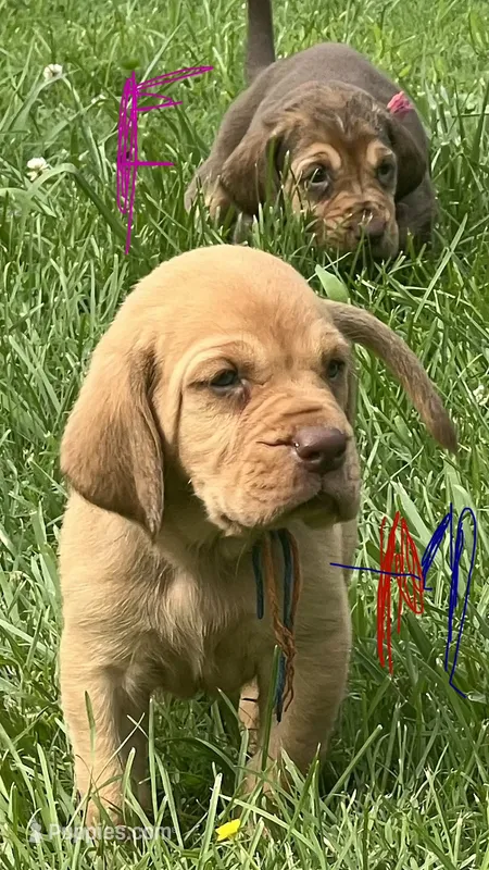 Blue /Orange, a male Bloodhound for sale in Trenton, GA – 1 of 2