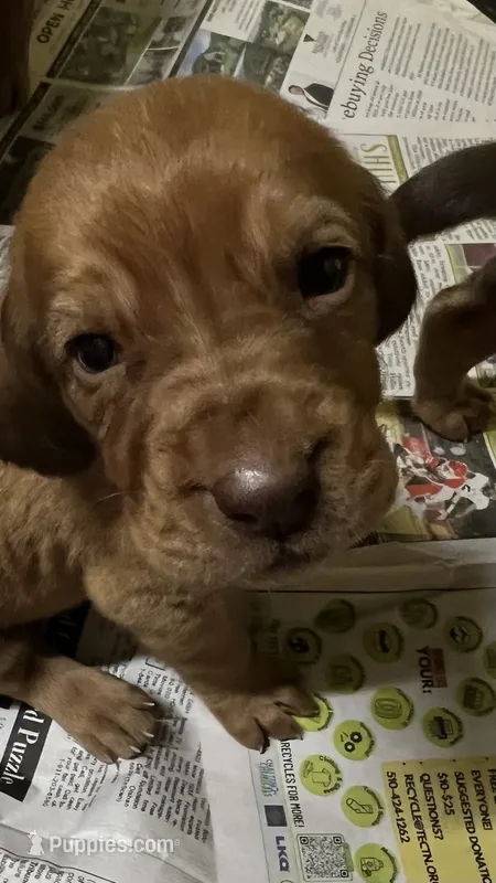 Purple/Pink – Bloodhound puppy for sale in Trenton, GA
