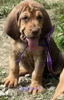 purple, a female Bloodhound for sale in Trenton, GA – 4 of 4