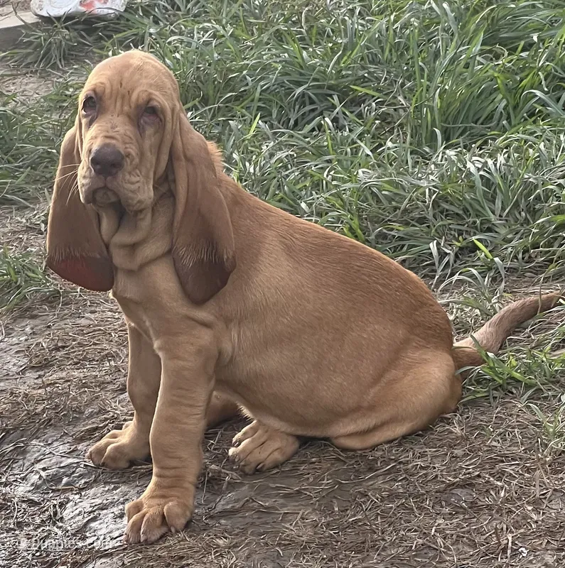 Purple/Pink – Bloodhound puppy for sale in Trenton, GA